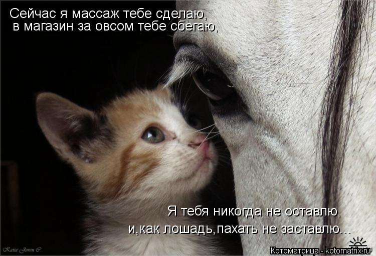 Сейчас я массаж тебе сделаю, в магазин за овсом тебе сбегаю, Я тебя никогда не оставлю, и,как лошадь,... Котоматрица: Сейчас я массаж тебе сделаю, в магазин за овсом тебе сбегаю, Я тебя никогда не оставлю, и,как лошадь,пахать не заставлю...