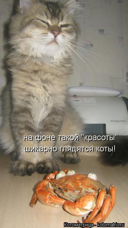 на фоне такой "красоты" шикарно глядятся коты!... Котоматрица: на фоне такой "красоты" шикарно глядятся коты!