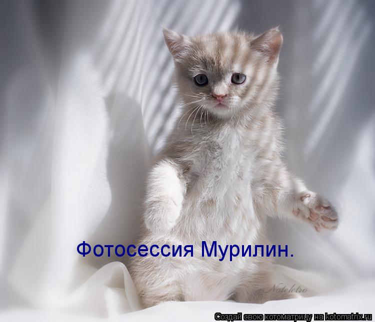 Фотосессия Мурилин.... Котоматрица: Фотосессия Мурилин.