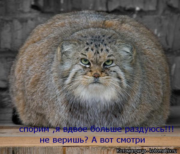 спорим ,я вдвое больше раздуюсь!!! не веришь? А вот смотри... Котоматрица: спорим ,я вдвое больше раздуюсь!!! не веришь? А вот смотри