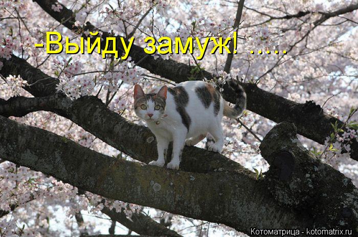 -Выйду замуж! ........ Котоматрица: -Выйду замуж! .....