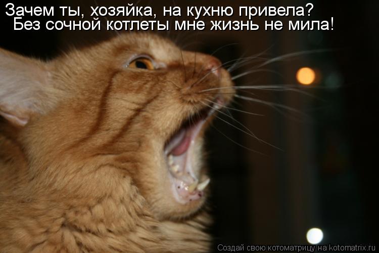 Зачем ты, хозяйка, на кухню привела? Без сочной котлеты мне жизнь не мила!... Котоматрица: Зачем ты, хозяйка, на кухню привела? Без сочной котлеты мне жизнь не мила!