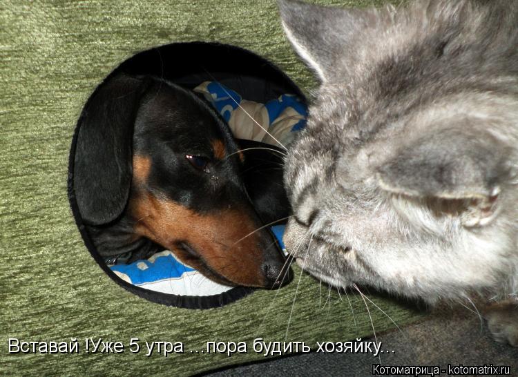 Вставай !Уже 5 утра ...пора будить хозяйку...... Котоматрица: Вставай !Уже 5 утра ...пора будить хозяйку...