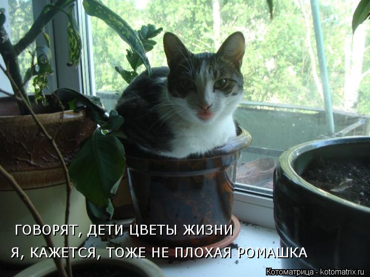 Я, КАЖЕТСЯ, ТОЖЕ НЕ ПЛОХАЯ РОМАШКА ГОВОРЯТ, ДЕТИ ЦВЕТЫ ЖИЗНИ... Котоматрица: Я, КАЖЕТСЯ, ТОЖЕ НЕ ПЛОХАЯ РОМАШКА ГОВОРЯТ, ДЕТИ ЦВЕТЫ ЖИЗНИ
