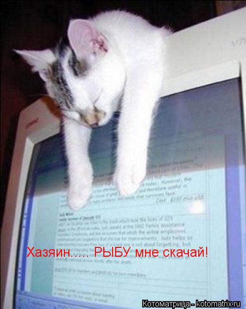 Хазяин..... РЫБУ мне скачай!... Котоматрица: Хазяин..... РЫБУ мне скачай!