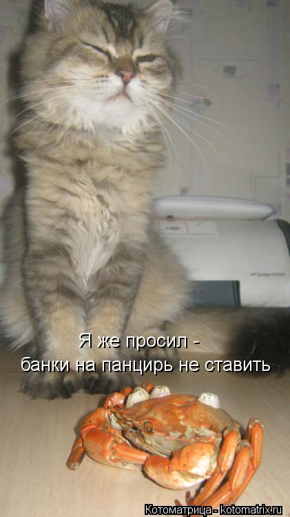 Я же просил - банки на панцирь не ставить... Котоматрица: Я же просил - банки на панцирь не ставить