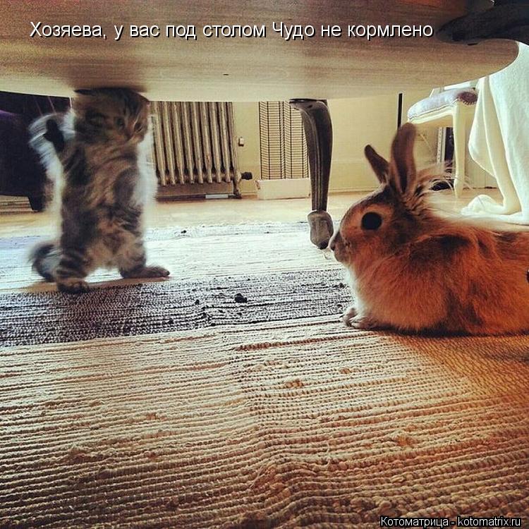 Хозяева, у вас под столом Чудо не кормлено... Котоматрица: Хозяева, у вас под столом Чудо не кормлено