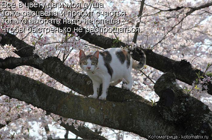 Всё в цвету,да и моя душа Тоже расцвела и просит счастья. Только выбрать надо не спеша, Чтобы быстрен... Котоматрица: Всё в цвету,да и моя душа Тоже расцвела и просит счастья. Только выбрать надо не спеша, Чтобы быстренько не распрощаться.