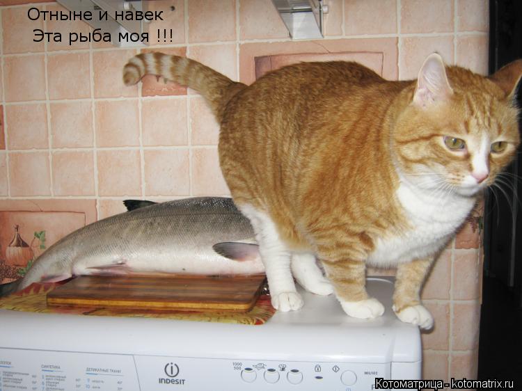 Отныне и навек Эта рыба моя !!!... Котоматрица: Отныне и навек Эта рыба моя !!!