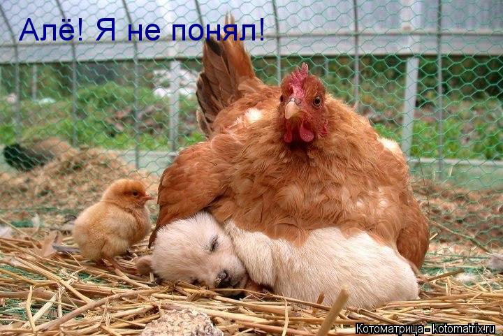 Алё! Я не понял!... Котоматрица: Алё! Я не понял!