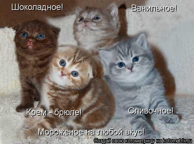 Мороженое на любой вкус! Ванильное! Шоколадное! Сливочное! Крем - брюле!... Котоматрица: Мороженое на любой вкус! Ванильное! Шоколадное! Сливочное! Крем - брюле!