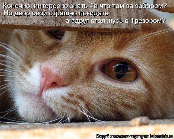 Конечно, интересно знать - а что там за забором? Но двор свой страшно покидать: а вдруг столкнусь с ... Котоматрица: Конечно, интересно знать - а что там за забором? Но двор свой страшно покидать: а вдруг столкнусь с Трезором?