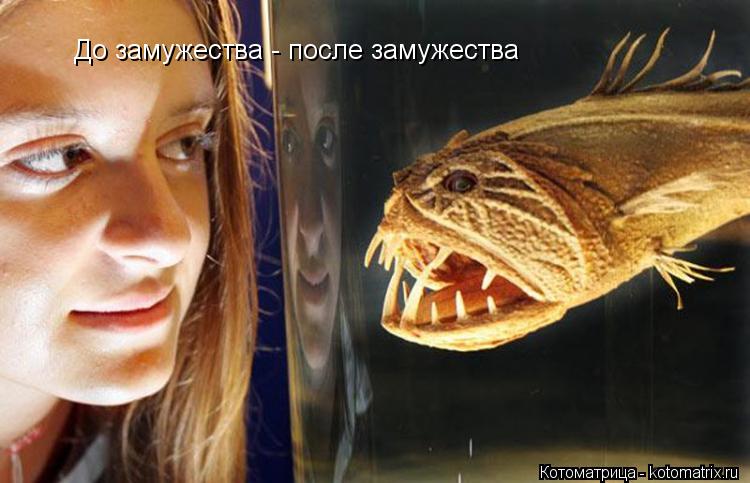 До замужества - после замужества... Котоматрица: До замужества - после замужества