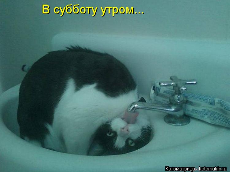 В субботу утром...... Котоматрица: В субботу утром...