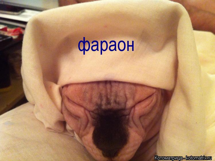 фараон... Котоматрица: фараон