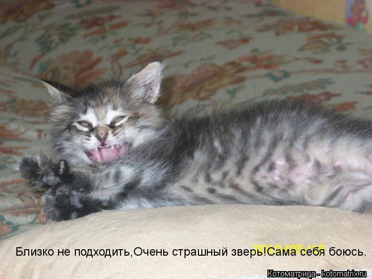 Близко не подходить,Очень страшный зверь!Сама себя боюсь.... Котоматрица: Близко не подходить,Очень страшный зверь!Сама себя боюсь.