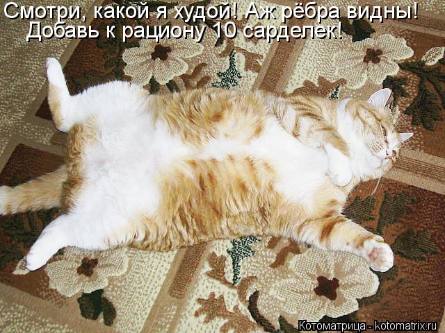 Смотри, какой я худой! Аж рёбра видны! Добавь к рациону 10 сарделек!... Котоматрица: Смотри, какой я худой! Аж рёбра видны! Добавь к рациону 10 сарделек!