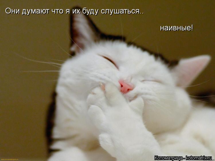 Они думают что я их буду слушаться.. наивные!... Котоматрица: Они думают что я их буду слушаться.. наивные!