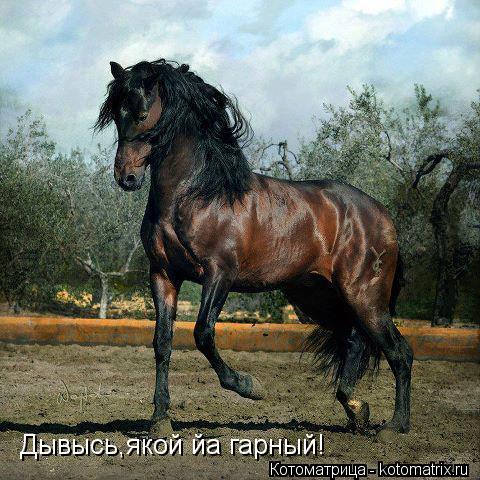 Дывысь,якой йа гарный!... Котоматрица: Дывысь,якой йа гарный!