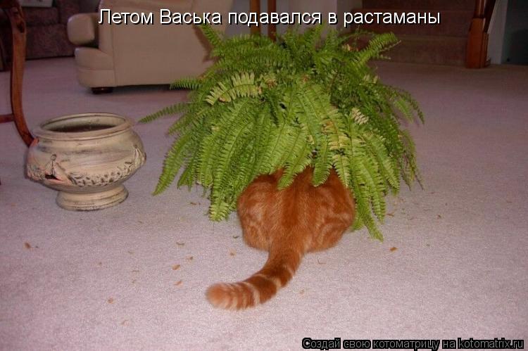 Летом Васька подавался в растаманы... Котоматрица: Летом Васька подавался в растаманы