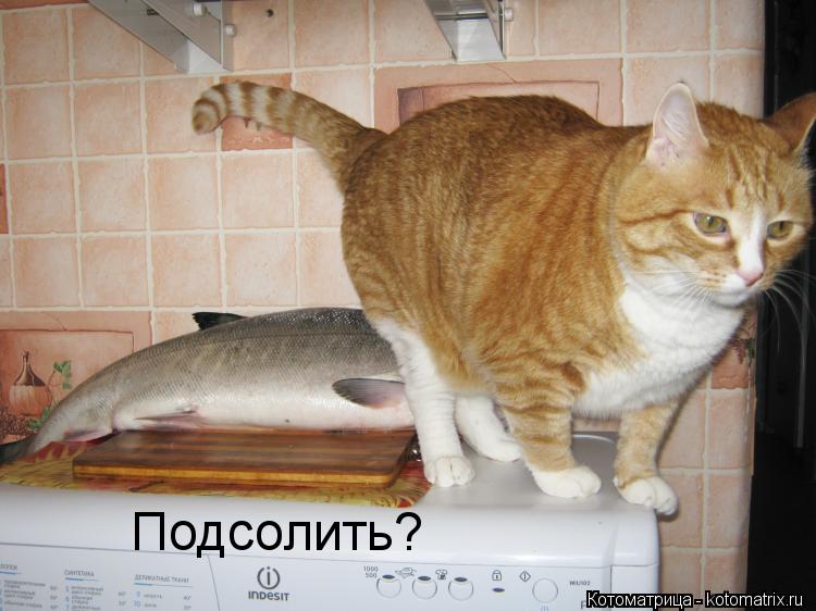 Подсолить?... Котоматрица: Подсолить?