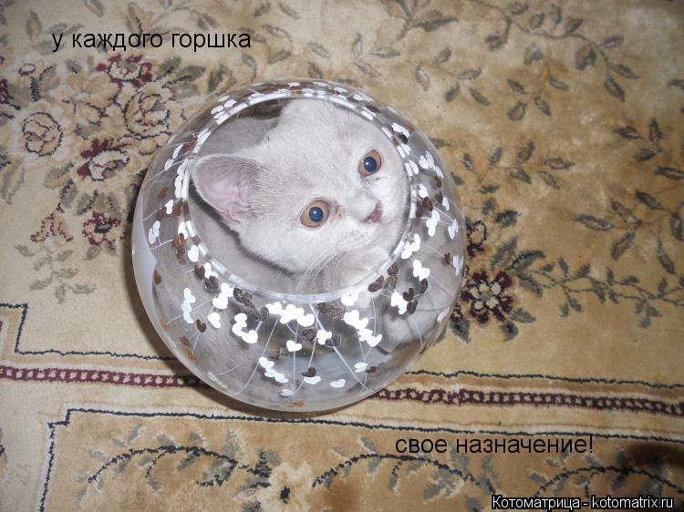 у каждого горшка свое назначение!... Котоматрица: у каждого горшка свое назначение!