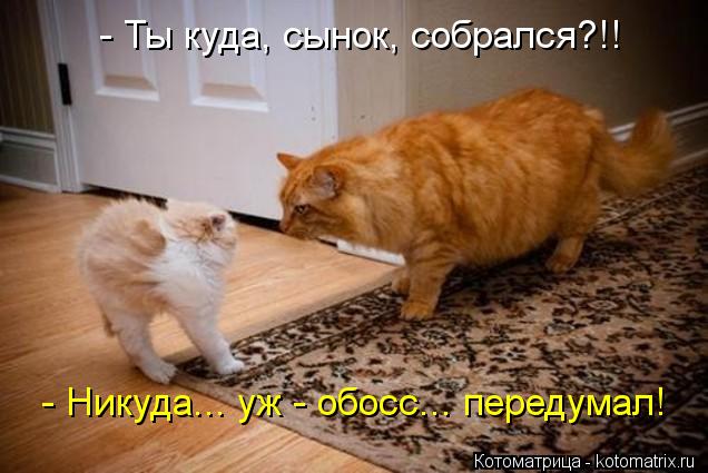 - Ты куда, сынок, собрался?!! - Никуда... уж - обосс... передумал!... Котоматрица: - Ты куда, сынок, собрался?!! - Никуда... уж - обосс... передумал!