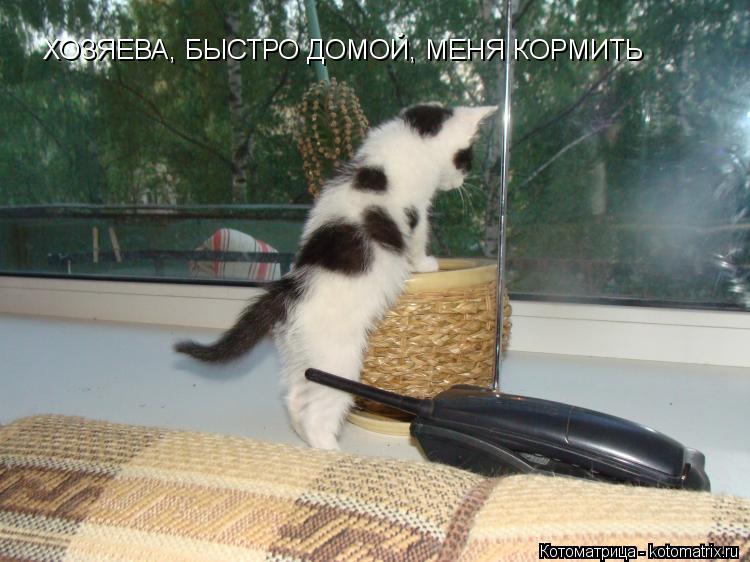 ХОЗЯЕВА, БЫСТРО ДОМОЙ, МЕНЯ КОРМИТЬ... Котоматрица: ХОЗЯЕВА, БЫСТРО ДОМОЙ, МЕНЯ КОРМИТЬ