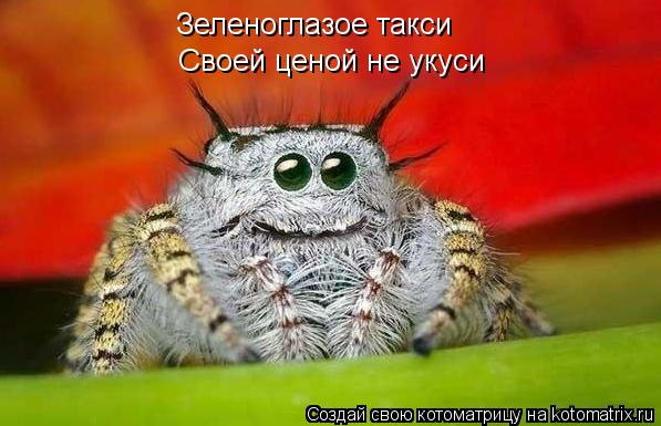 Зеленоглазое такси Своей ценой не укуси... Котоматрица: Зеленоглазое такси Своей ценой не укуси