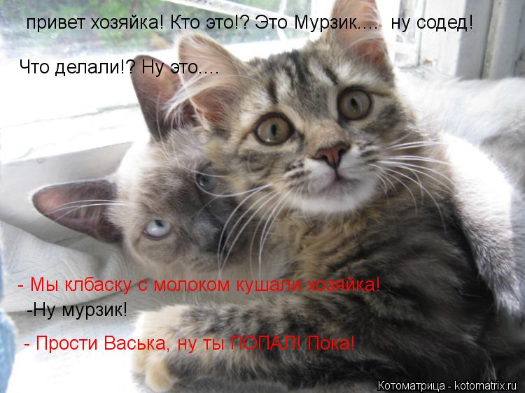 Что делали!? Ну это.... - Мы клбаску с молоком кушали хозяйка! -Ну мурзик! привет хозяйка! Кто это!? ... Котоматрица: Что делали!? Ну это.... - Мы клбаску с молоком кушали хозяйка! -Ну мурзик! привет хозяйка! Кто это!? Это Мурзик.... ну содед! - Прости Васька, ну ты П