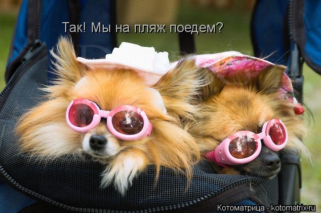 Так! Мы на пляж поедем?... Котоматрица: Так! Мы на пляж поедем?