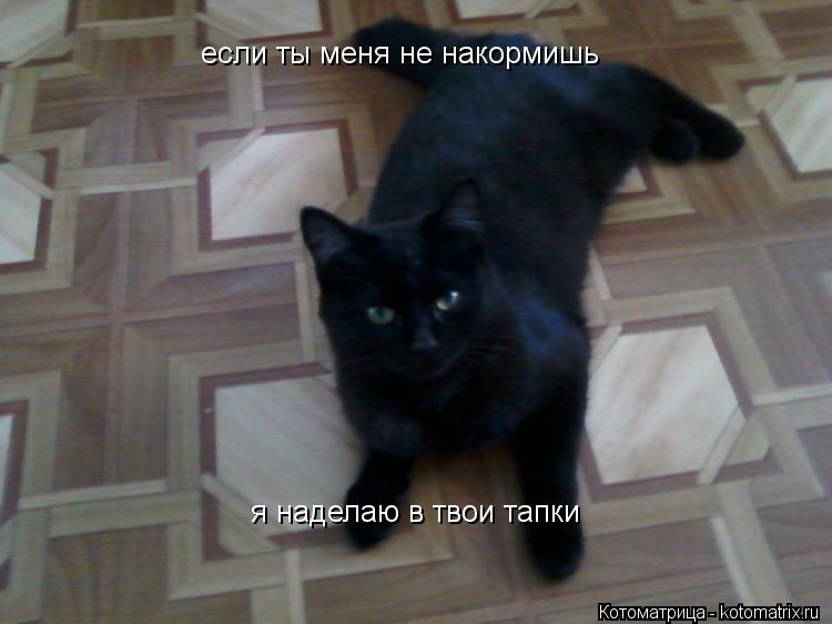 если ты меня не накормишь я наделаю в твои тапки... Котоматрица: если ты меня не накормишь я наделаю в твои тапки