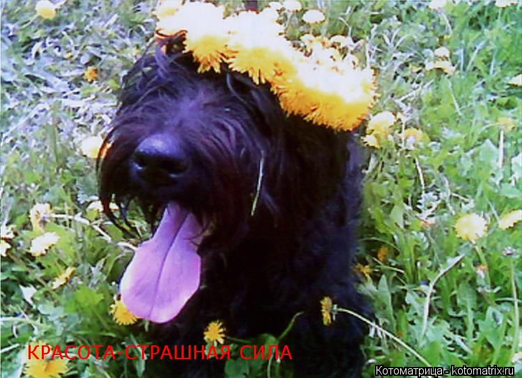 КРАСОТА-СТРАШНАЯ СИЛА... Котоматрица: КРАСОТА-СТРАШНАЯ СИЛА