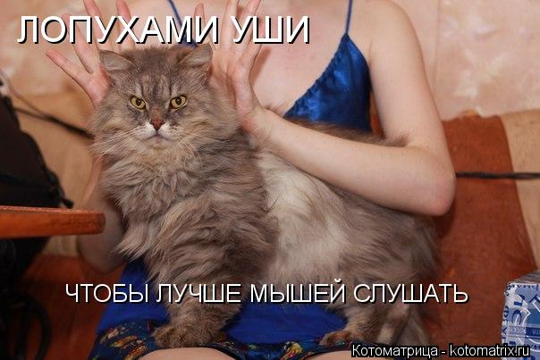 ЛОПУХАМИ УШИ ЧТОБЫ ЛУЧШЕ МЫШЕЙ СЛУШАТЬ... Котоматрица: ЛОПУХАМИ УШИ ЧТОБЫ ЛУЧШЕ МЫШЕЙ СЛУШАТЬ
