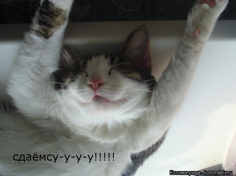 сдаёмсу-у-у-у!!!!!... Котоматрица: сдаёмсу-у-у-у!!!!!