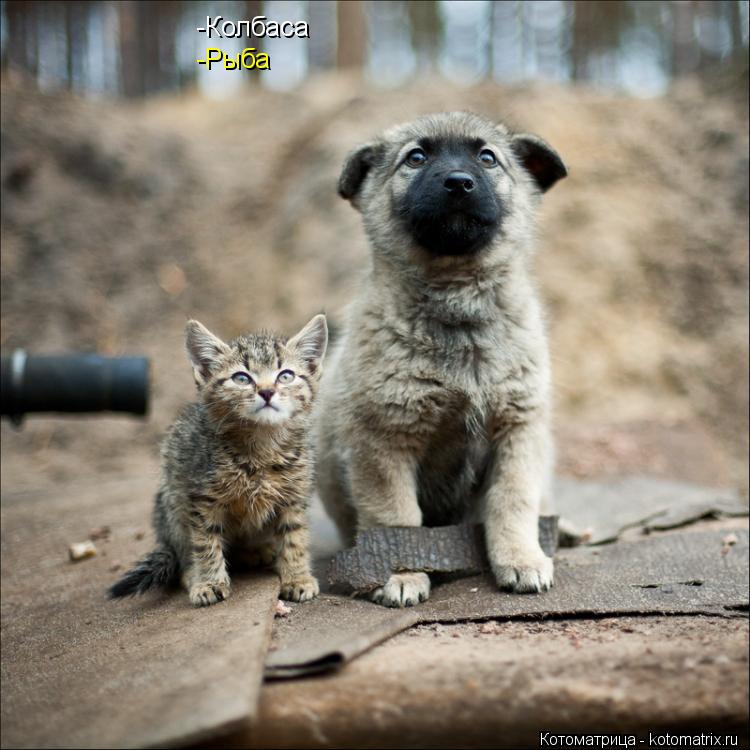 -Колбаса -Рыба... Котоматрица: -Колбаса -Рыба