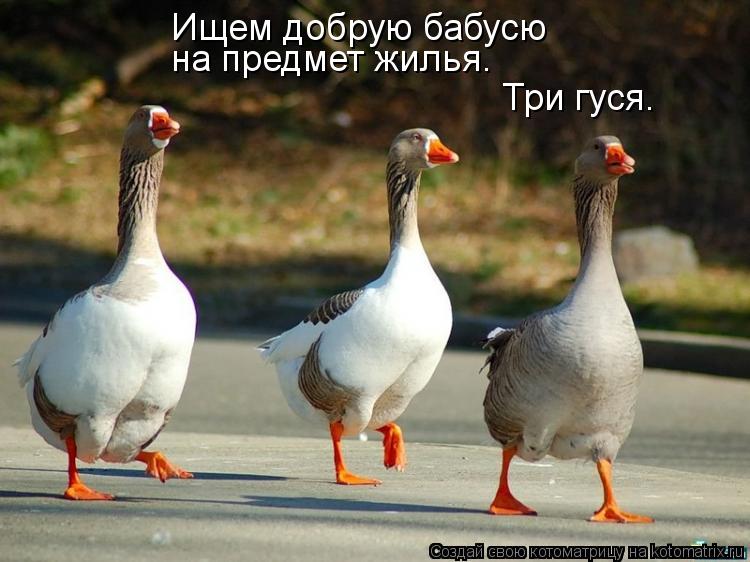 Ищем добрую бабусю на предмет жилья. Три гуся.... Котоматрица: Ищем добрую бабусю на предмет жилья. Три гуся.