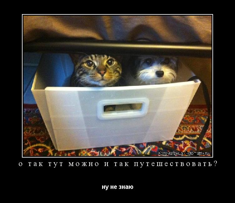 о так тут можно и так путешествовать? ну не знаю... Котоматрица: о так тут можно и так путешествовать? ну не знаю