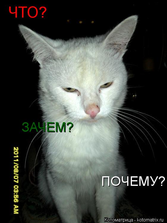 ЧТО? ПОЧЕМУ? ЗАЧЕМ?... Котоматрица: ЧТО? ПОЧЕМУ? ЗАЧЕМ?