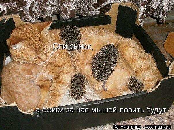 Спи сынок, а ёжики за нас мышей ловить будут... Котоматрица: Спи сынок, а ёжики за нас мышей ловить будут