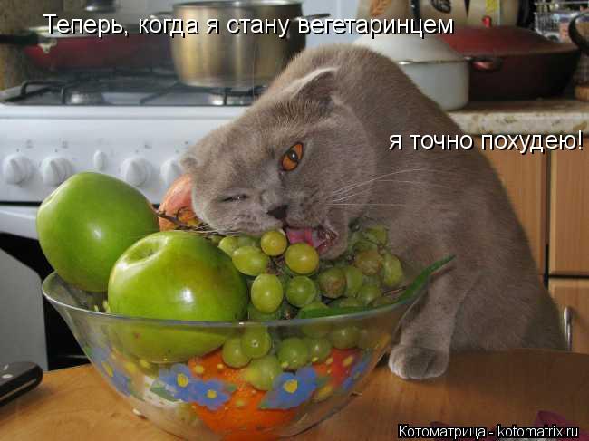 Теперь, когда я стану вегетаринцем я точно похудею!... Котоматрица: Теперь, когда я стану вегетаринцем я точно похудею!