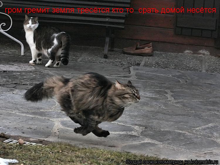 гром гремит земля тресётся кто то срать домой несётся... Котоматрица: гром гремит земля тресётся кто то срать домой несётся