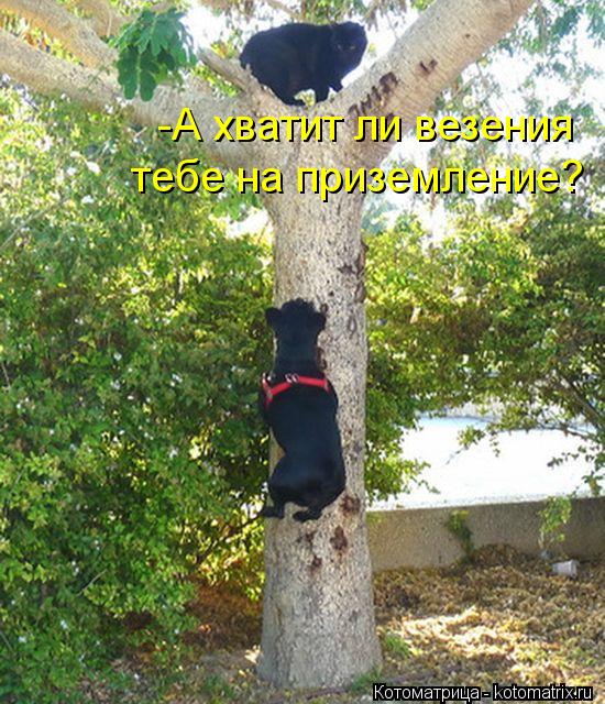 -А хватит ли везения тебе на приземление?... Котоматрица: -А хватит ли везения тебе на приземление?