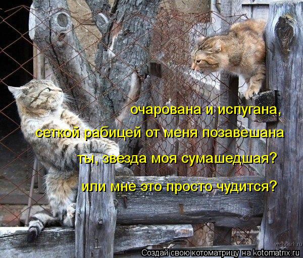 очарована и испугана, сеткой рабицей от меня позавешана ты, звезда моя сумашедшая? или мне это просто... Котоматрица: очарована и испугана, сеткой рабицей от меня позавешана ты, звезда моя сумашедшая? или мне это просто чудится?