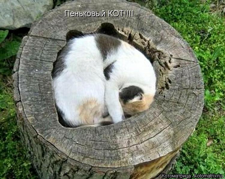 Пеньковый КОТ!!!!... Котоматрица: Пеньковый КОТ!!!!
