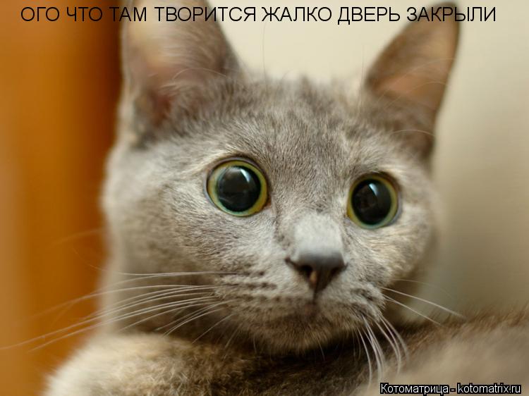 ОГО ЧТО ТАМ ТВОРИТСЯ ЖАЛКО ДВЕРЬ ЗАКРЫЛИ... Котоматрица: ОГО ЧТО ТАМ ТВОРИТСЯ ЖАЛКО ДВЕРЬ ЗАКРЫЛИ