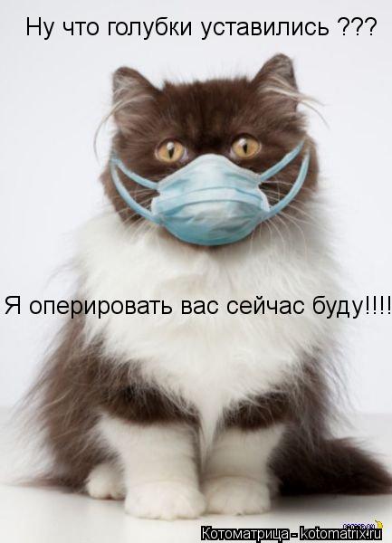 Ну что голубки уставились ??? Я оперировать вас сейчас буду!!!!... Котоматрица: Ну что голубки уставились ??? Я оперировать вас сейчас буду!!!!