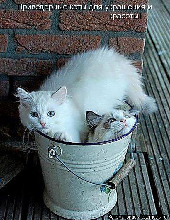 Приведерные коты для украшения и красоты!... Котоматрица: Приведерные коты для украшения и красоты!