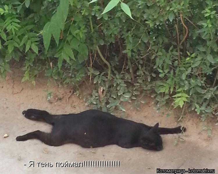 - Я тень поймал!!!!!!!!!!!!!!!!... Котоматрица: - Я тень поймал!!!!!!!!!!!!!!!!
