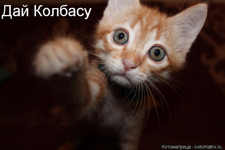 Дай Колбасу... Котоматрица: Дай Колбасу